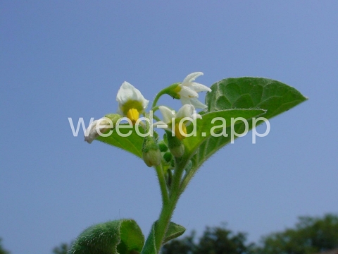 nightshade, eastern black